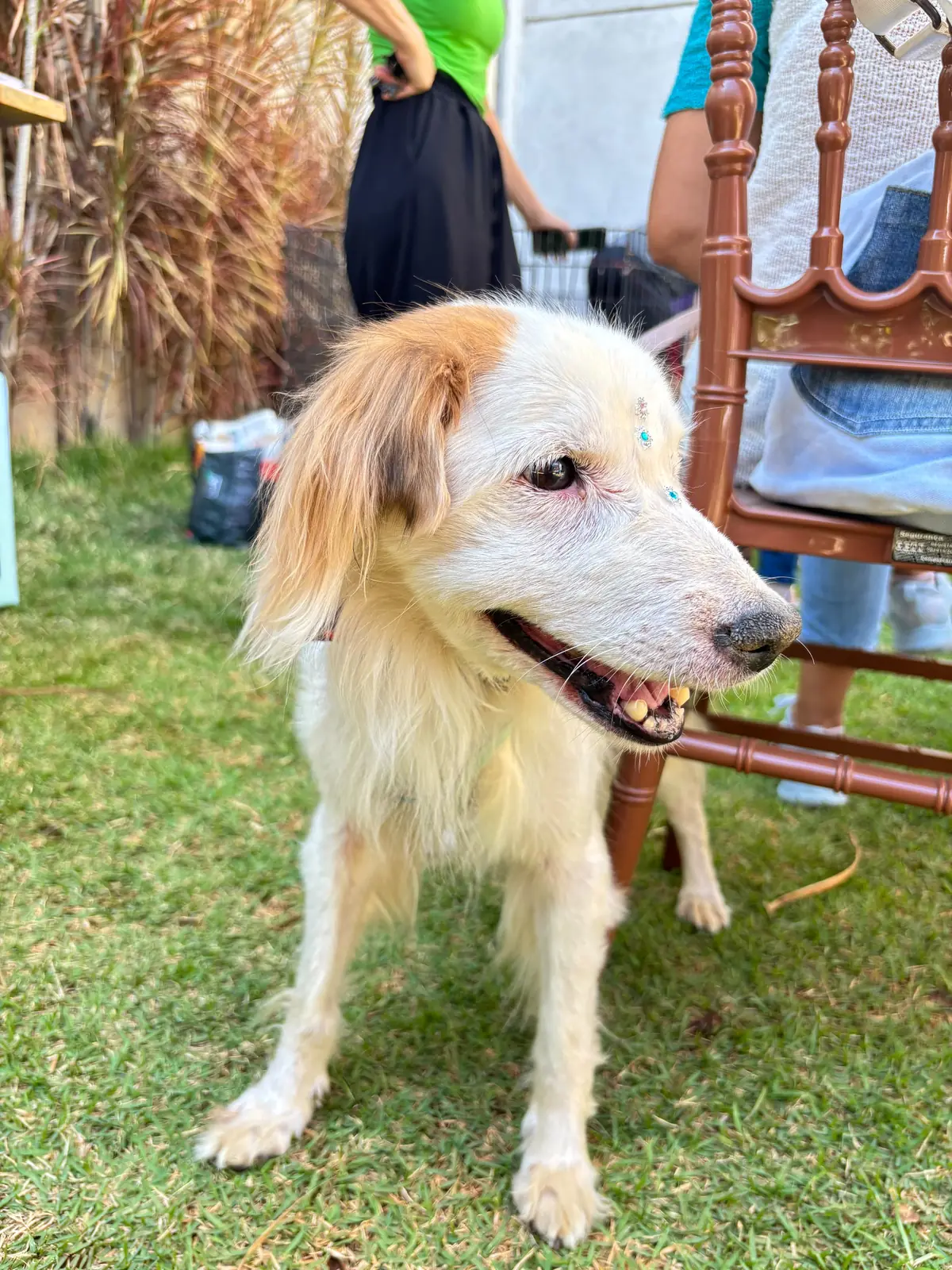 Cadela resgatada observando o movimento durante o evento de adoção em Goiânia.